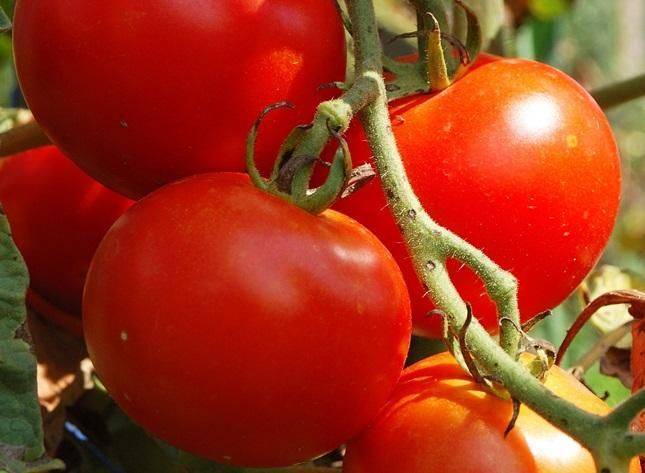 Сода — спасатель вашего огорода! пищевая сода — подкормка для: огурцов, томатов и других растений