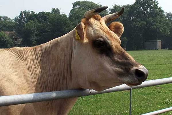 Особенности содержания джерсейской породы коров