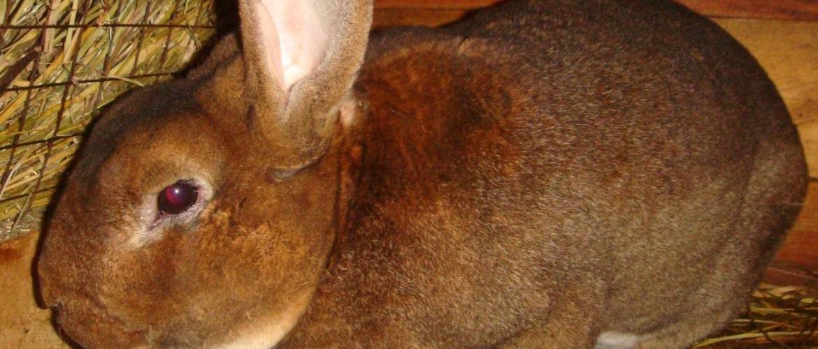Ушной клещ у кроликов - симптомы и эффективные методы лечения
