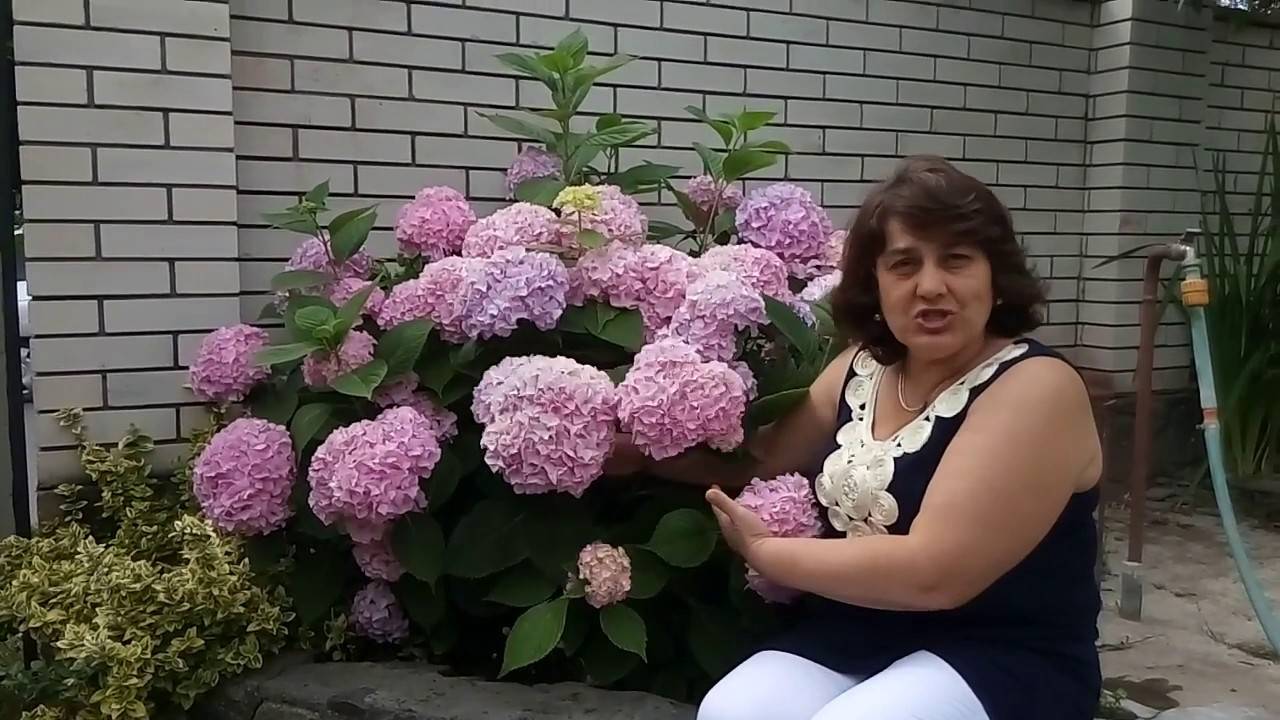 Почему не цветет гортензия садовая: главные причины
