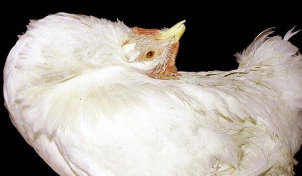 Как избежать убытков в птицеводстве? инфекционные заболевания кур, их симптомы и подходящее лечение
