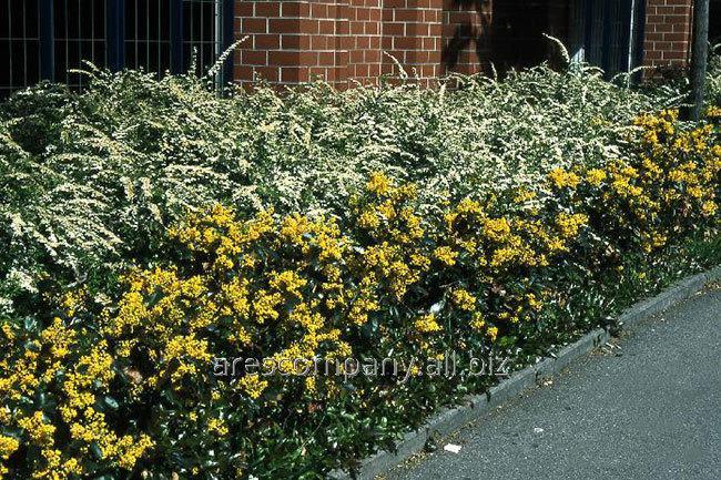 Магония падуболистная (mahonia aquifolium): фото, посадка и уход