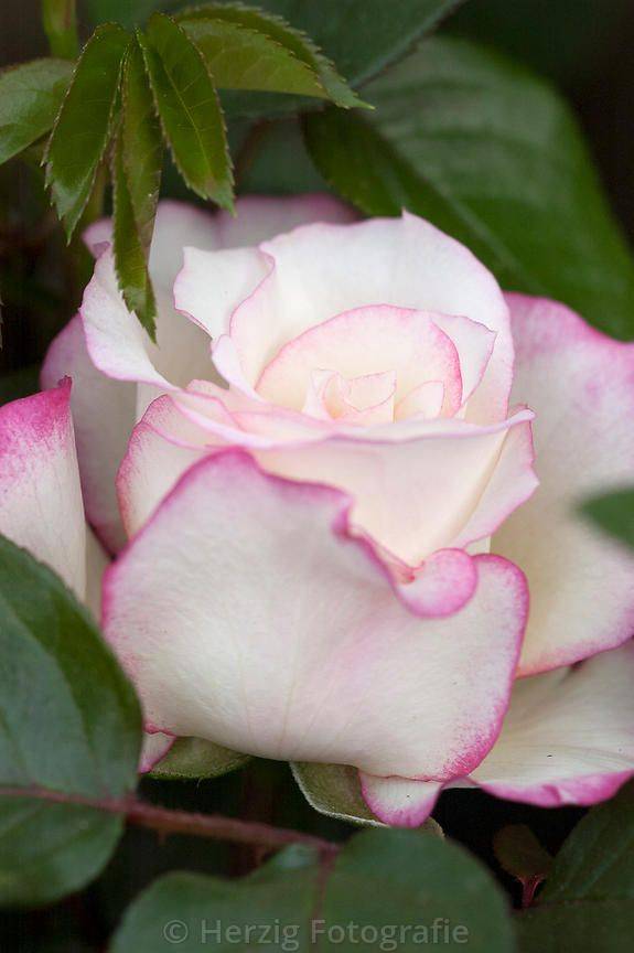 Роза флорибунда: описание популярных сортов с фото, посадка и уход