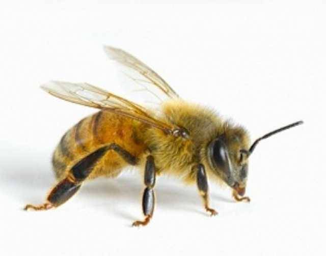 Как избавиться от аллергии на укусы пчел