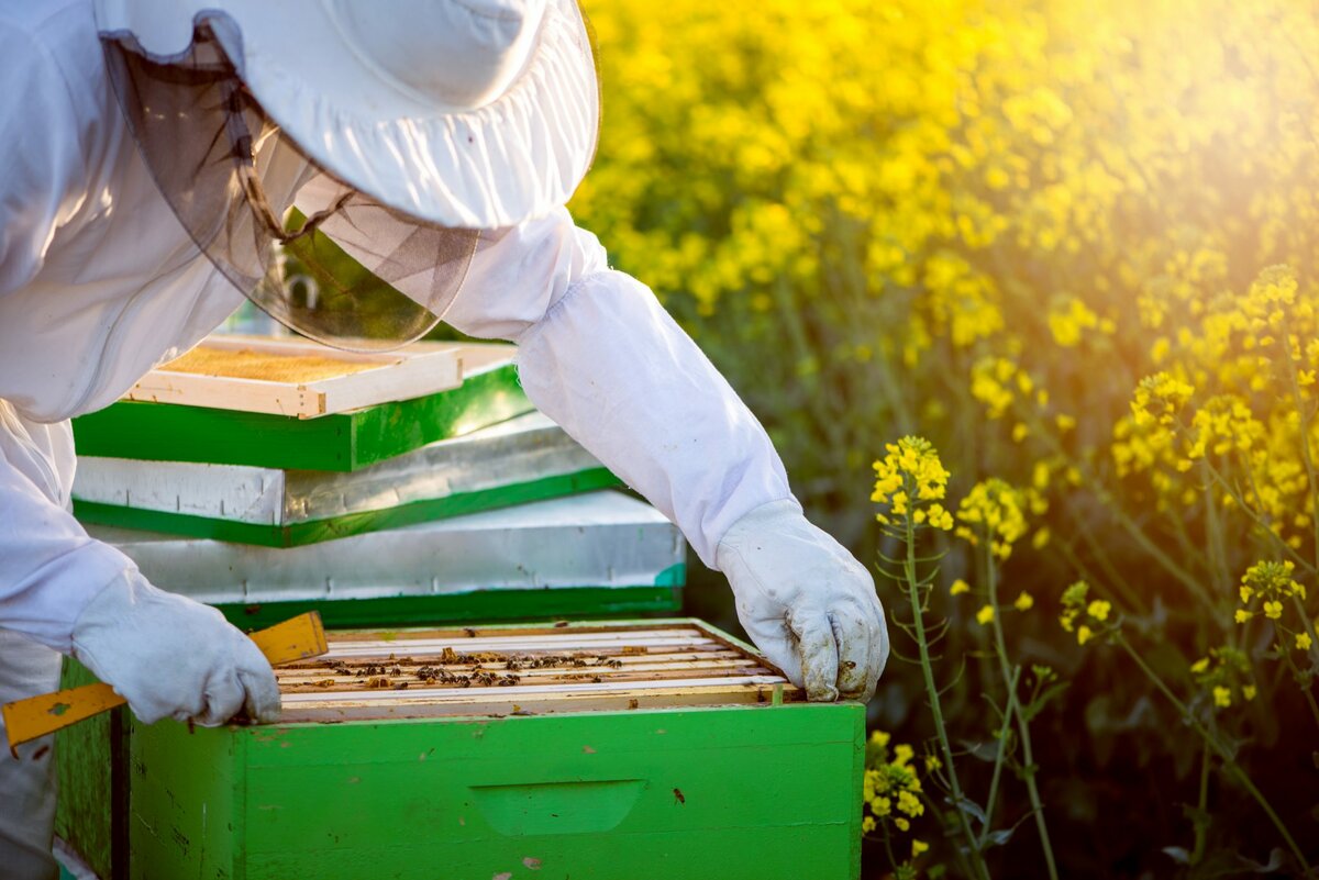 Об объединении пчелосемей: объединение пчелиных семей осенью, в августе