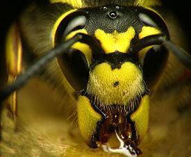 Первая помощь при укусе осы или пчелы