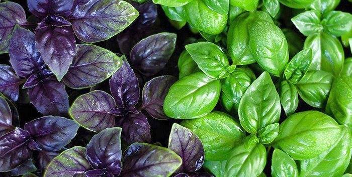 7 видов салата для вашего сада