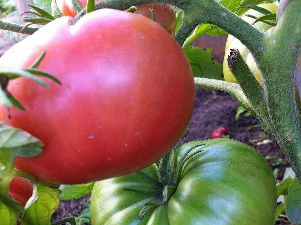 Рассада помидоров в теплице или парнике: как вырастить и каковы плюсы, минусы такого метода?