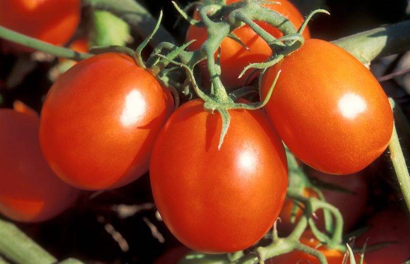 Помидорный сорт чудо алтая: характеристики томата, достоинства и недостатки, описание агротехники, отзывы