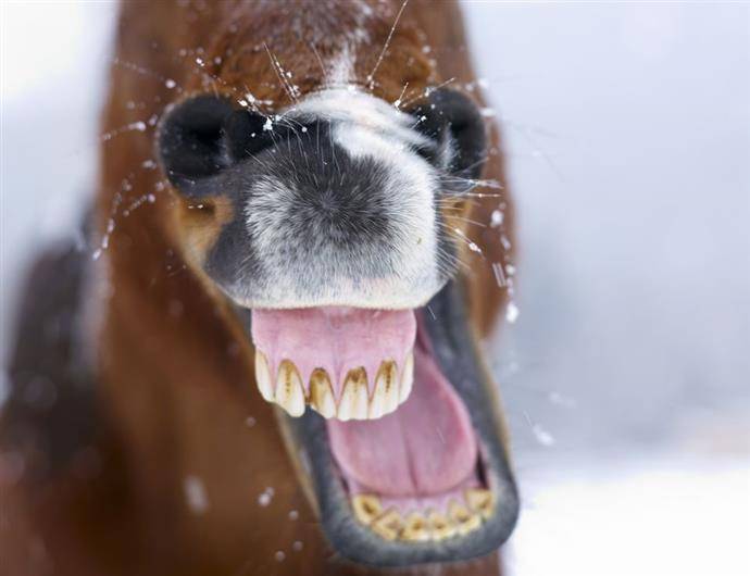 Зубы лошадей: виды зубов лошадей, смена и прорезывание, особенности ухода, болезни и лечение