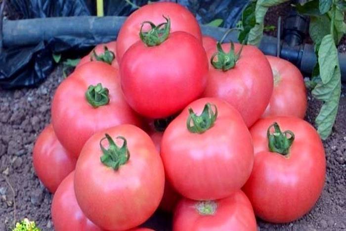 Секретный способ посадки и полива помидоров – урожай гарантирован!