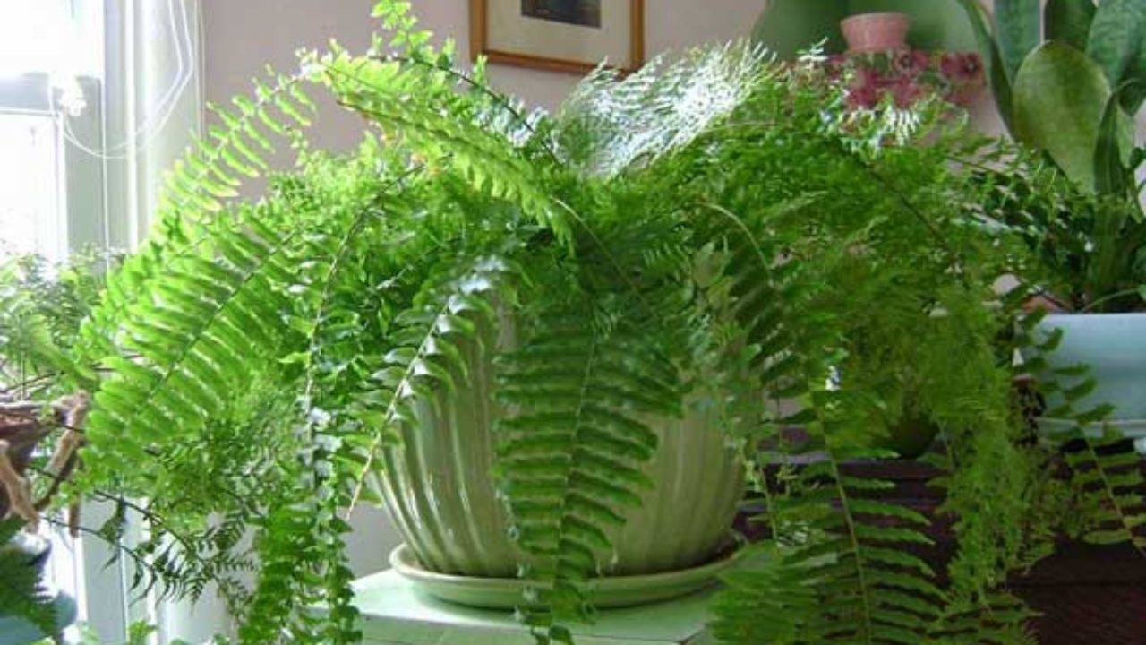 Домашний папоротник: приметы и суеверия - можно ли держать растение в доме