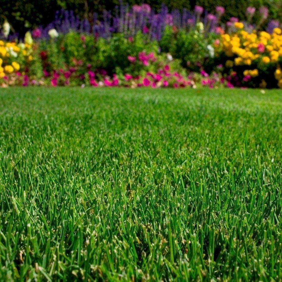 Характеристика полевые растения — описание 4 видов луговых трав