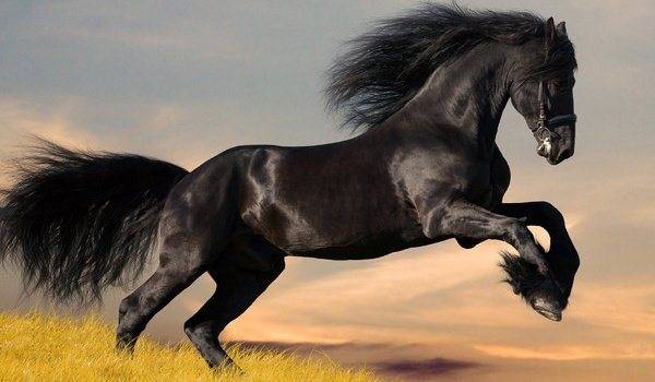 Сонник лошадь кусается лягается. к чему снится лошадь кусается лягается видеть во сне - сонник дома солнца