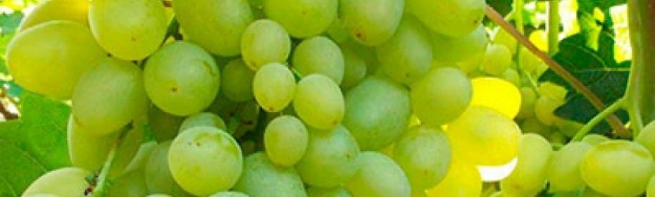 Виноград супер экстра: характеристика и описание, посадка и уход