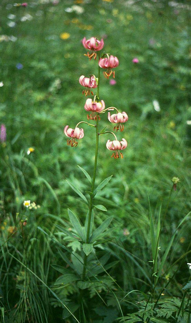 Лилия кудреватая или царские кудри — растение из красной книги