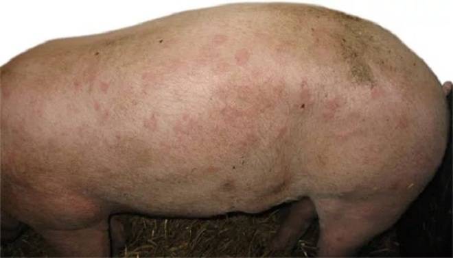 Чесотка у свиней. симптомы, причины  и лечение саркоптоза с фото и видео