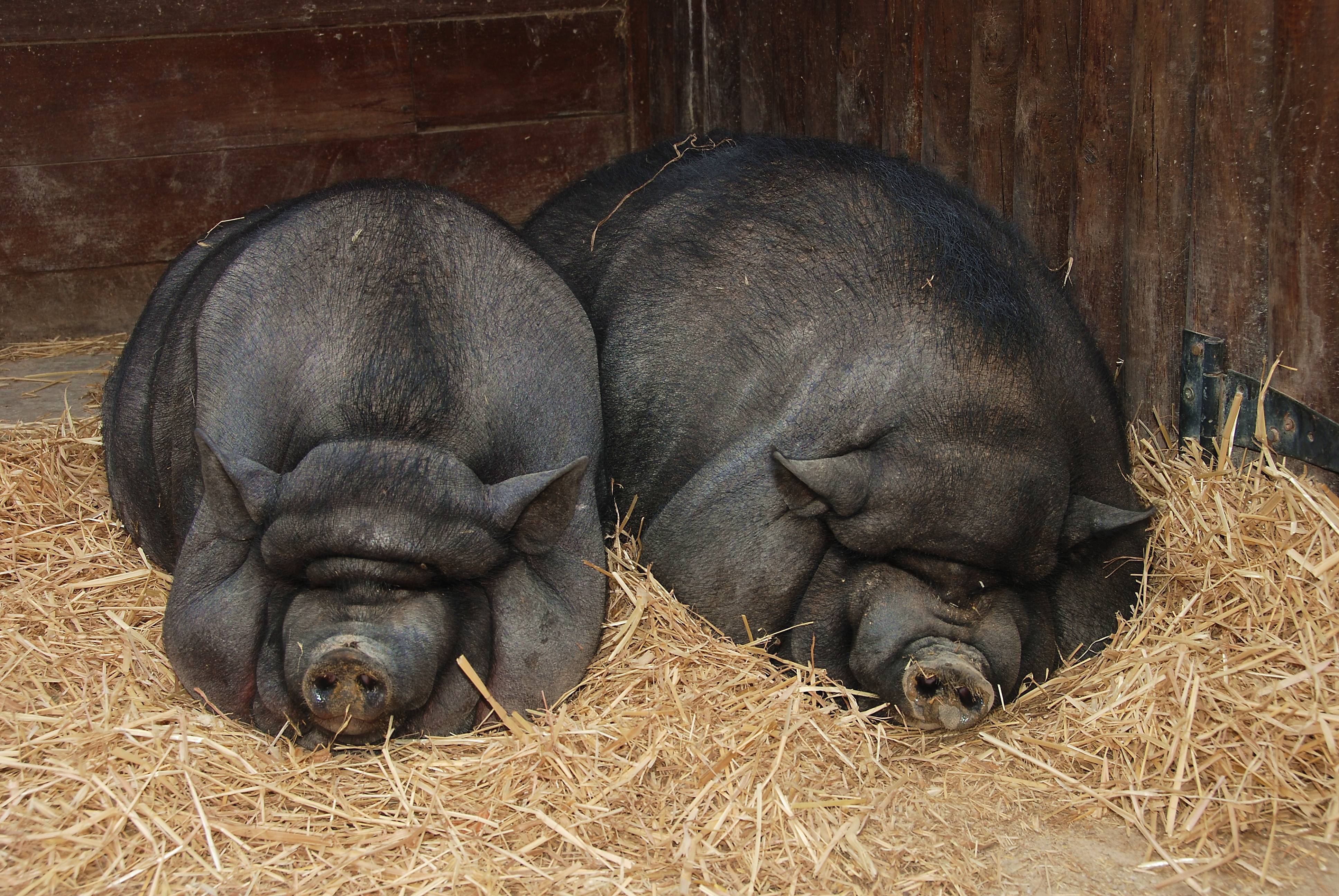 Мясные породы свиней: описание и породы поросят