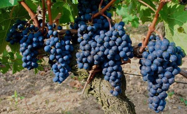 Морозоустойчивые сорта винограда – топ 10