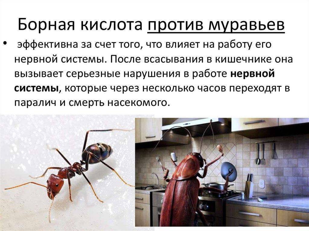 Борная кислота от муравьев: эффективные и безопасные методы борьбы с насекомыми