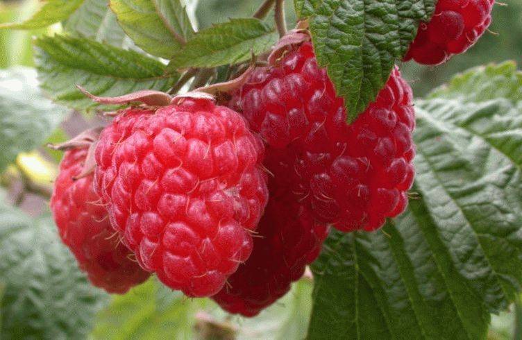 Польза свежих и сушеных ягод малины: рецепты народной медицины