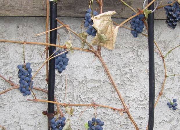 Правила укрытия винограда на зиму в средней полосе россии