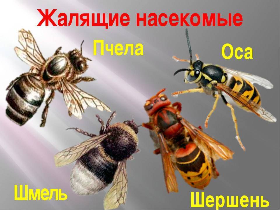 Как выглядят осы, фото и описание различных видов ос