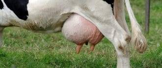 Как лечить болезни копыт у коров (хромота и прочие признаки заболеваний)