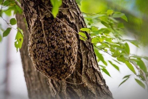 Как избавиться от пчел в частном доме