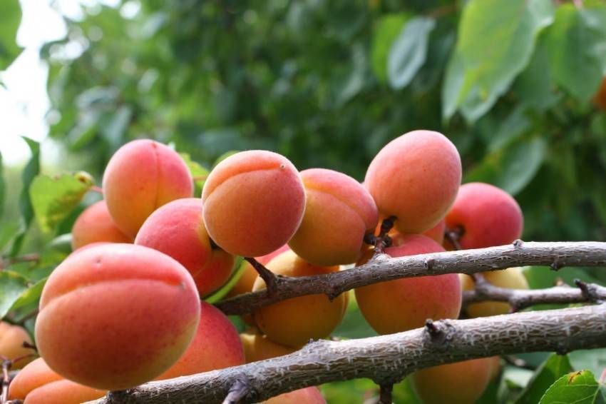 Когда созревают абрикосы: посадка уход в разных регионах. советы по выбору сорта и подбору оптимальных условий для выращивания дерева (90 фото и видео)
