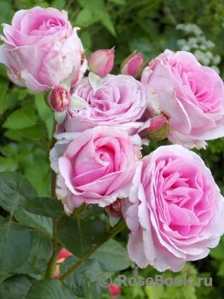 Роза амалия описание. роза амалия. описание сорта «амелия»