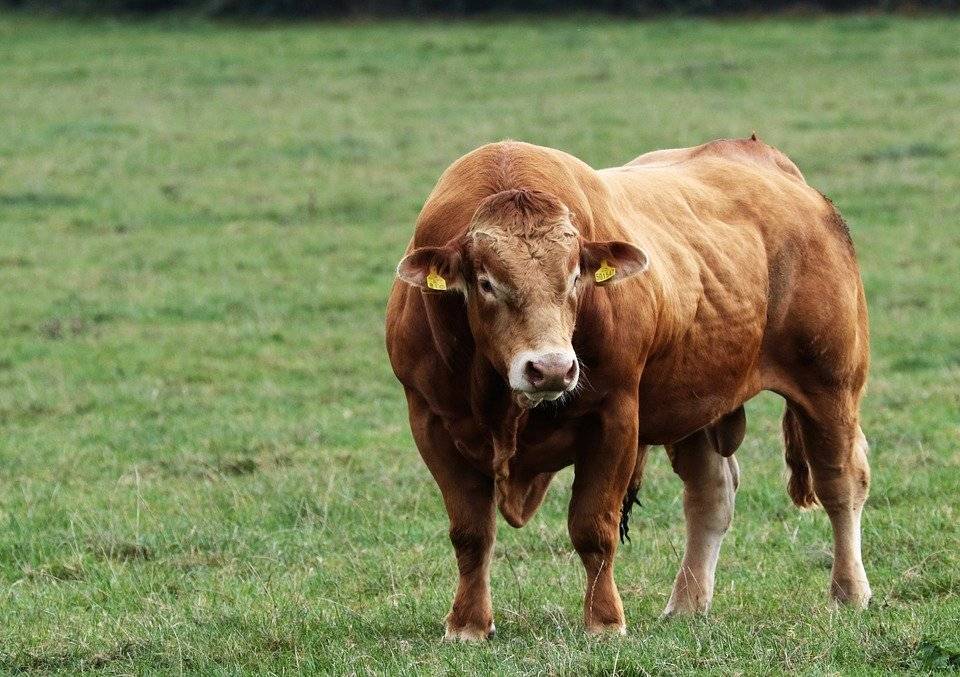 Все о быках (КРС): мясные породы, различают ли цвета, интересные факты