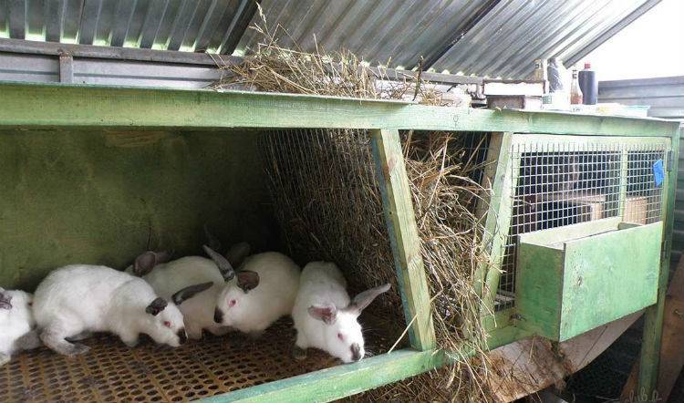 Кролики на даче: с чего начинать