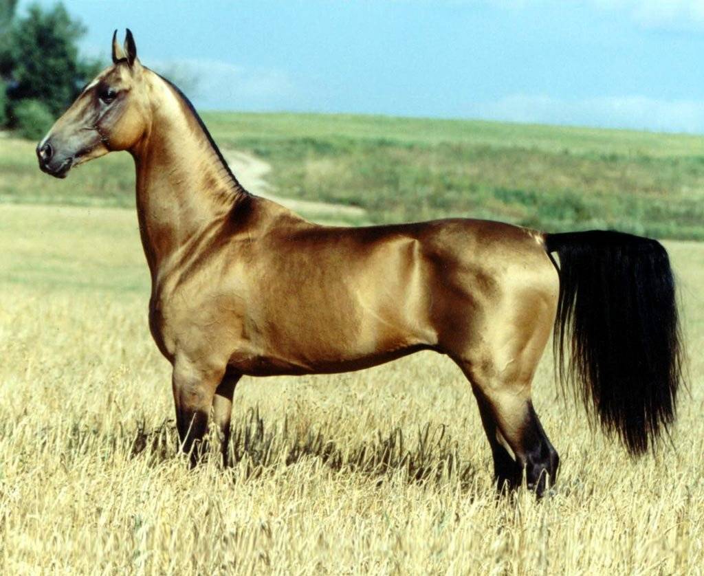 Какую лошадь можно назвать самой быстрой в мире