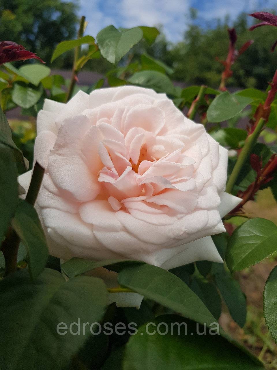 О розе ingrid bergman: описание и характеристики, уход за чайно гибридной розой