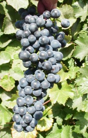 О винограде Мукузани: описание и характеристики сорта, посадка и уход