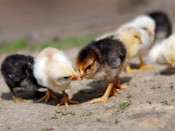 Почему цыплята могут клевать друг друга