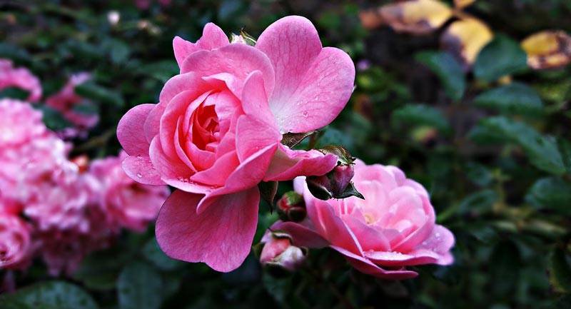 Черенкование роз осенью в домашних условиях: размножение цветка этим методом, нюансы разведения в квартире и как посадить, укоренить и вырастить культуру в горшке?