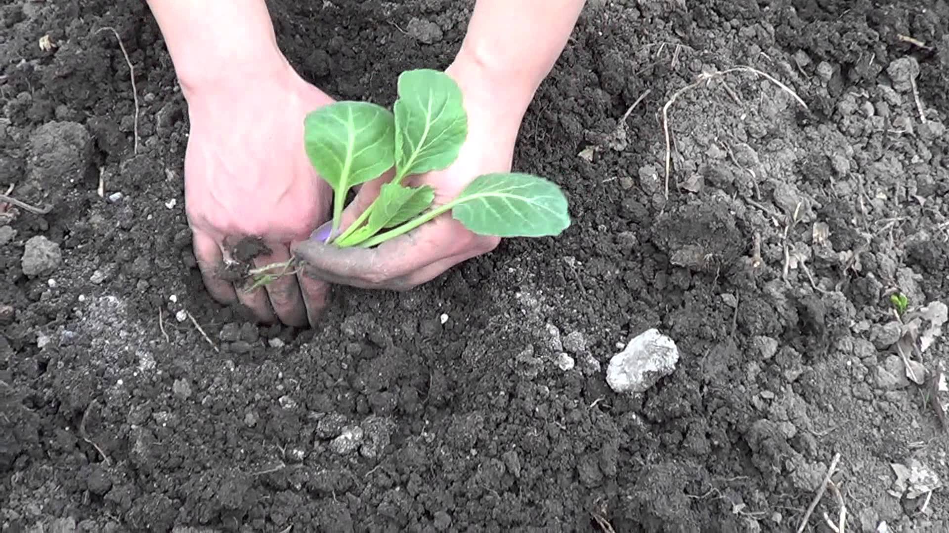 Как правильно посадить и вырастить капусту