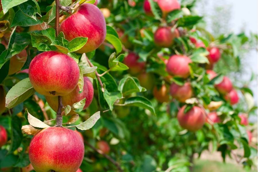 О яблоне Ковровое: описание и характеристики сорта, уход и выращивание