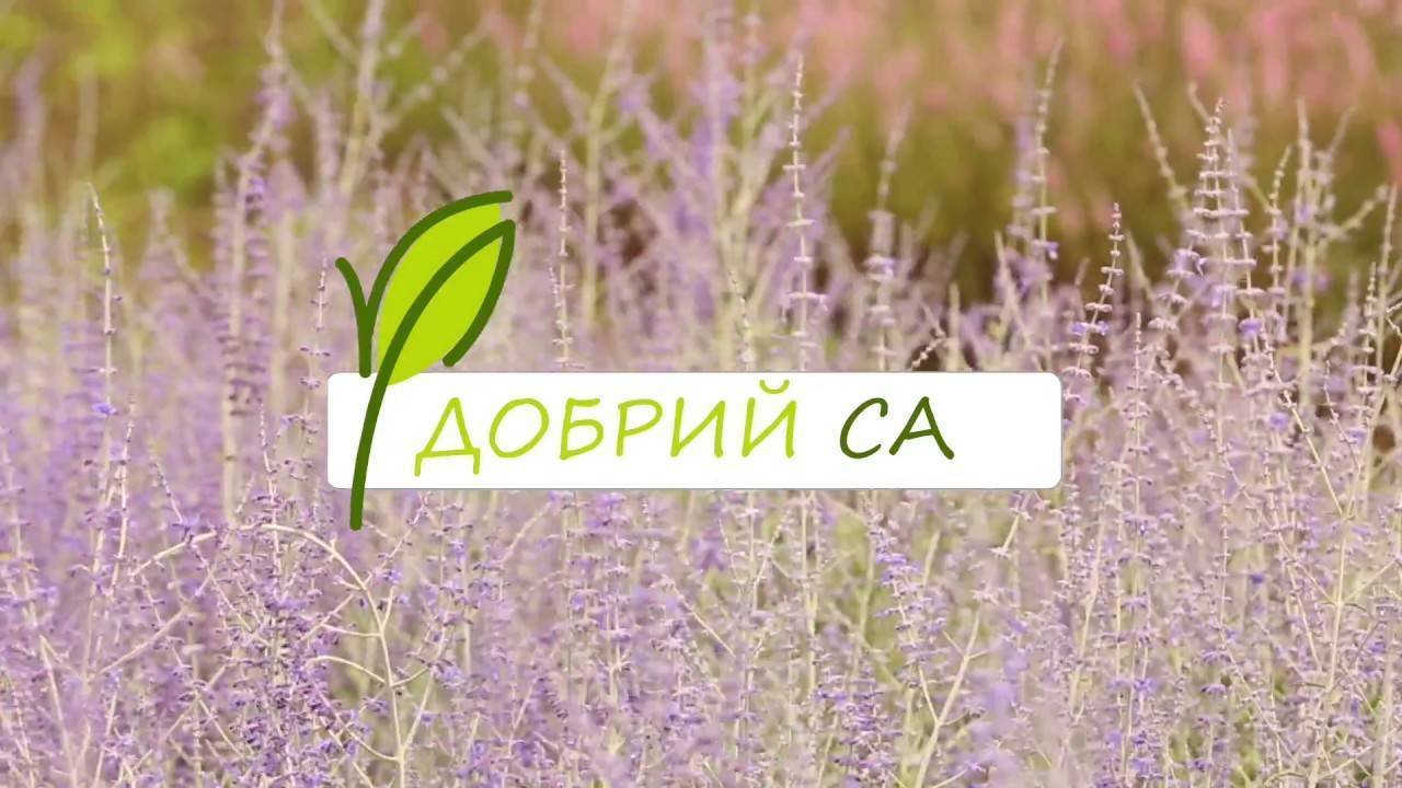 Шалфей: выращивание, посадка и уход на даче в открытом грунте