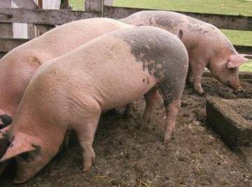 Болезни свиней - как распознать и чем лечить?