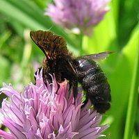 Описание пчелы плотника, особенности поведения