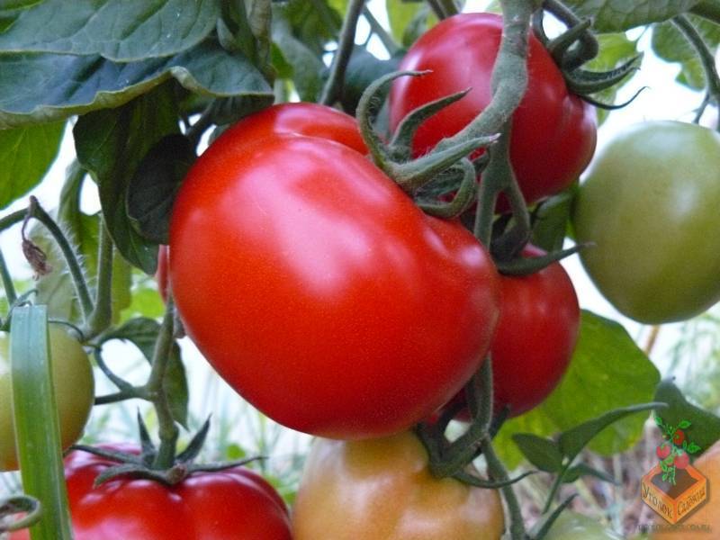 Анюта: описание сорта томата, характеристики помидоров, посев