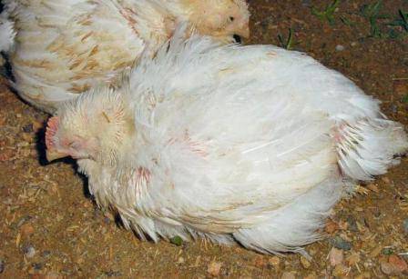 Болезни кур: подробный перечень куриных болезней - общая информация - 2020