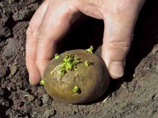 Проращивание картофеля перед посадкой - 5 лучших способов + инструкции!