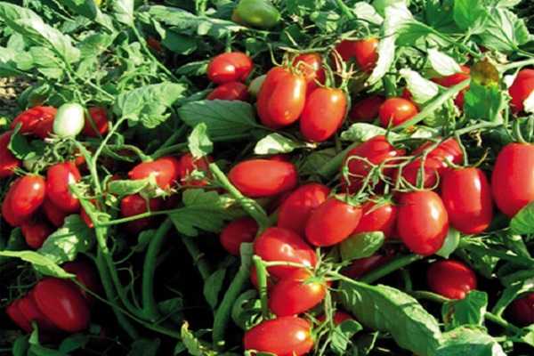 О томате Эффект: описание сорта, характеристики помидоров, посев