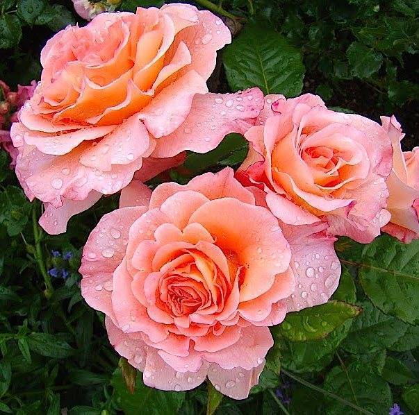Роза августа луиза: описание, преимущества, награды, агротехника | о розе
