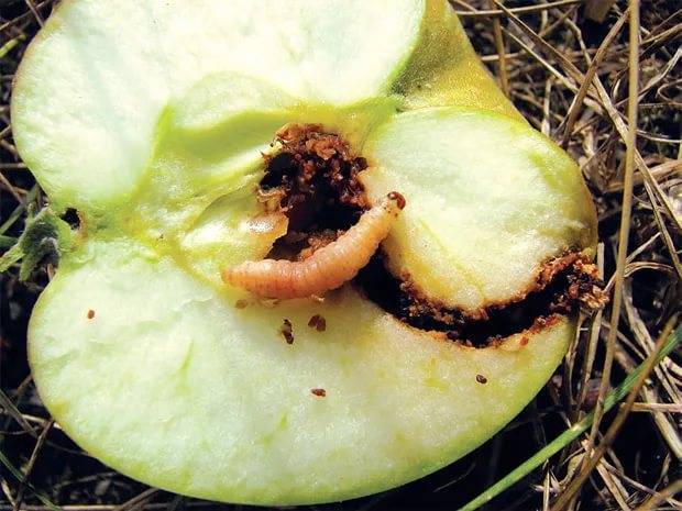 Опрыскивание яблонь весной от болезней и вредителей