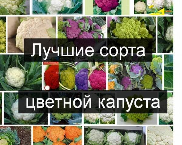 Цветная капуста: сорта и порядок выращивания культуры